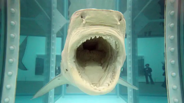 A shark with its mouth open preserved in blue liquid