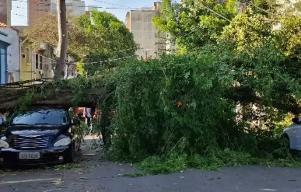Imagem de árvore caída sobre carro em uma rua