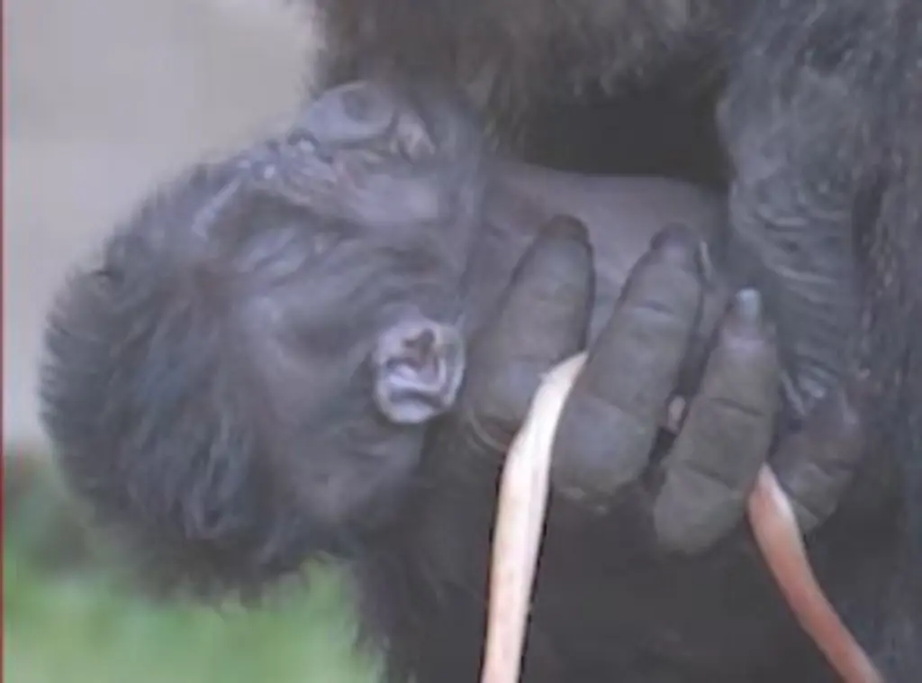 Gorila após o parto