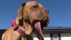 लामो जिब्रो भएको कुकुर