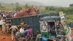 காட்டு யானைகள், இயற்கை, காடுகள், காட்டுயிர், விலங்கு நலம்
