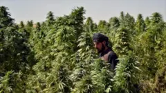 تصویری از فردی در میان بتههای چرس در افغانستان