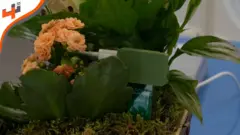 نظام ذكي يساعد على العناية بالنباتات وفهم احتياجاتها