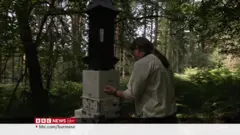 ယူကေမှာ ထင်းရှူးပင်တွေပိုးမကျရေး ဆောင်ရွက်