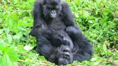 Two female gorillas are at play in the green forest floor of a national park in Rwanda. One rolls on the floor, while the other appears to hold onto an wrestle her. Both animals look relaxed.