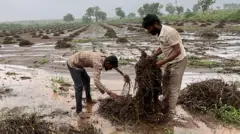 માવઠું, ગુજરાત, વળતર, બીબીસી ગુજરાતી