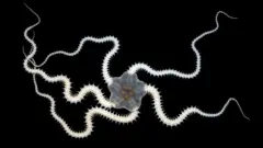 A creature called a brittlestar. It has a grey, star-shaped body with orange segments in the middle, and five long legs with nodules like a centipede