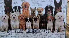 一張海報上有很多狗,還有很多人的簽名