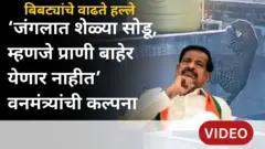 बिबट्याचे हल्ले