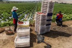 Un hombre sentado y una mujer de pie junto a a dos torres de cajas de fruta en una explotación agrícola en Perú.