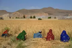 Dalada bug'doy o'rayotgan afg'onlar