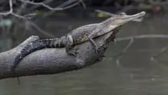 Crocodile à nez fin sur une branche d'arbre.