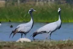 મોરબી, કરકરા, બીબીસી ગુજરાતી