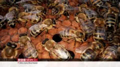 ပျားတွေအတွက် အံ့ဘွယ်အစာသစ် တီထွင်