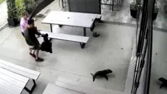 Baby seal heads for the bar doorway as two people follow