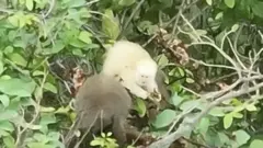 Primata albino em uma árvore