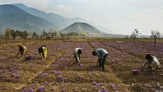 زعفران کے کھیت