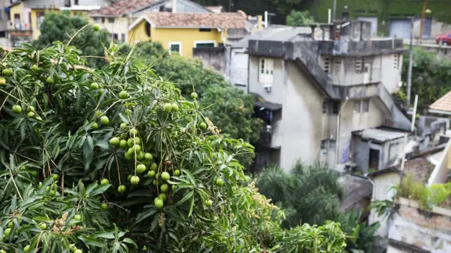 برازیل کے شہر ریو دی جنیرو میں پھلوں سے لدا آم کا ایک درخت