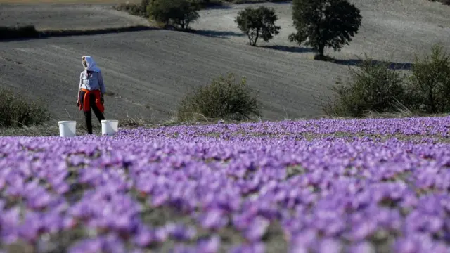 یونانی زعفران