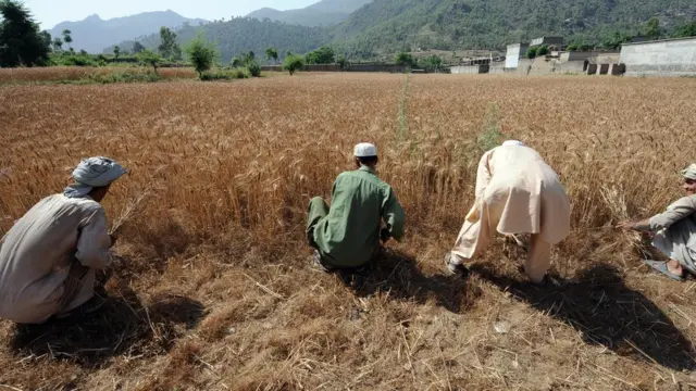 پاکستان، زراعت