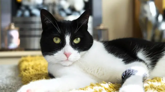 زبی با شکست دادن هزاران حیوان خانگی دیگر موفق شد تا به عنوان برنده این جایزه انتخاب شود