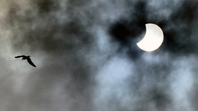تصویری از ماه در میان ابر و یک پرنده در حال پرواز