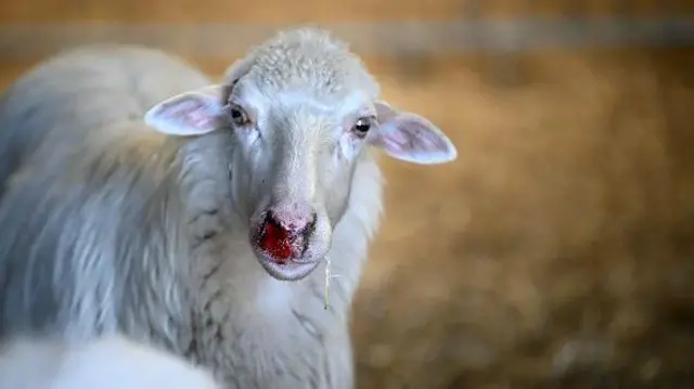 اس بیماری کو بلیو ٹنگ اس لیے کہا جاتا ہے کہ شدید کیسز میں جانور کی زبان اور منہ کی جھلیاں سوج کر نیلی ہو جاتی ہیں