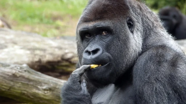یک گوریل در حال خوردن