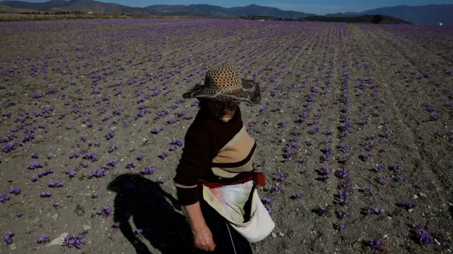 یونانی زعفران