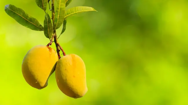 پیڑ سے لگا پکا ہوا آم