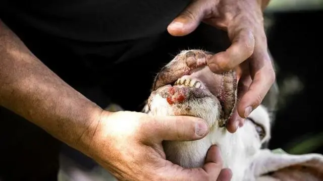 کچھ جانوروں میں بیماری کی علامات بہت کم ظاہر ہوتی ہیں اور وہ صحت یاب ہو جاتے ہیں جبکہ بعض جانور وائرس لگنے کے فوراً بعد مر جاتے ہیں۔