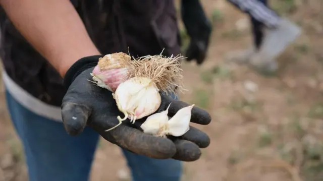 ነጭ ሽንኩርት የያዘ እጅ