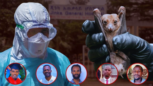 የተለያዩ ፎቶዎች የተቀላቀሉበት ምስል። ከኋላ የጂንካ አጠቃላይ ሆስፒታል መግቢያ ይታያል። ከፊት በግራ በኩል የደህንነት መጠበቂያ የለበሰ የህክምና ባለሙያ፤ በቀኝ ደግሞ ጓንት ባጠለቀ እጅ፣ ክንፎቹ ታጥፈው የተያዘ የሌሊት ወፍ ቀምጧል። ከሁለቱ ምስሎች ፊት ከማርበርግ ቫይረስ ጋር በተያያዘ ሕይወታቸው ያለፈ 5 ሰዎች በክብ ፍሬም ውስጥ ይታያሉ።