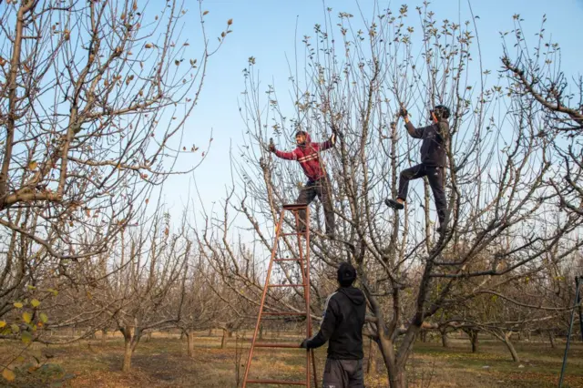 काश्मिरी सफरचंदाचं झाड