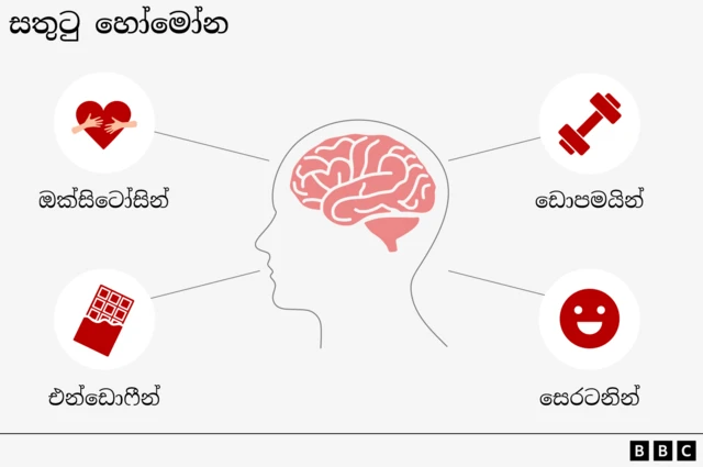 සතුටු හෝමෝන