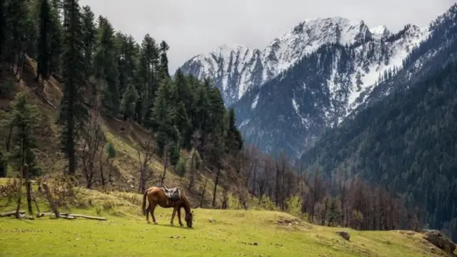 बॉलिवूडच्या अनेक चित्रपटांचं शूटिंग पहलगाम परिसरात झालं आहे.