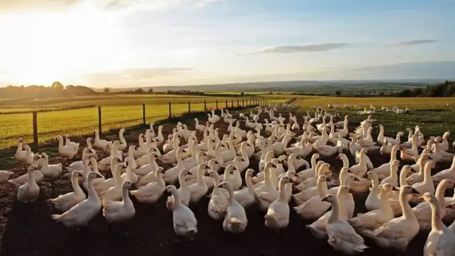 مقطع جانبي من مزرعة للإوزر