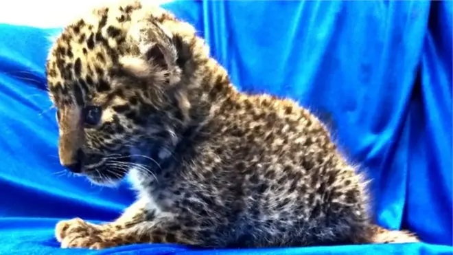 چیتے کا بچہ