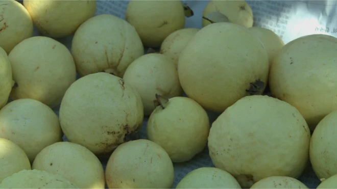 کسی زمانے میں کوہاٹ شہر کے اردگرد امرود کے بڑے بڑے گھنے اور سرسبز باغات ہوا کرتے تھے