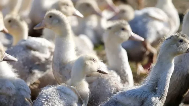 سرب من الطيور