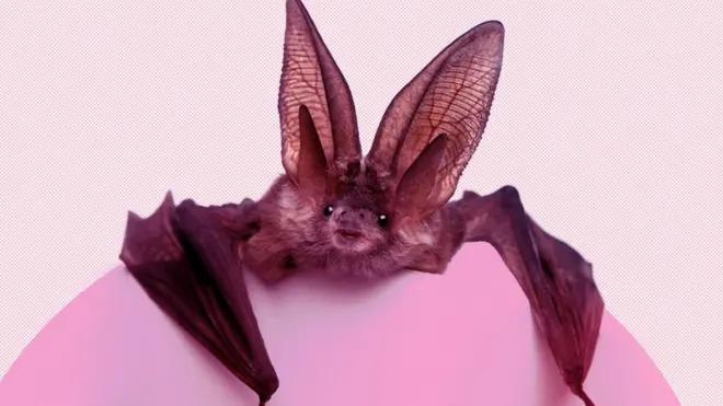 لمبے کانوں والی چمگادڑ