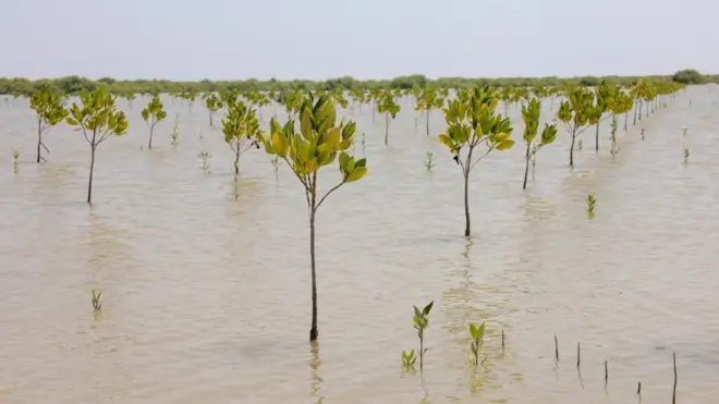 سندھ، مینگرووز
