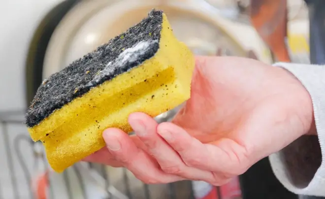 سپونج