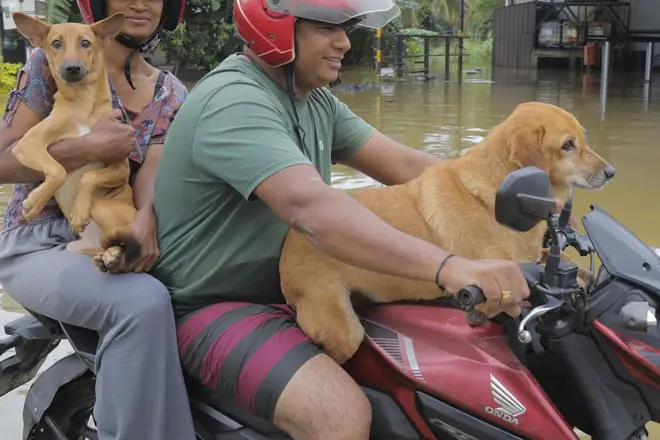 OLOMBO, SRI LANKA - NOVEMBER 30: Not forgetting 'man's best friend' a Sri Lankan couple give a ride to their canine friends in flood-hit Kaduwela, a suburb of Colombo, Sri Lanka on November 30, 2025. A total of 998.918 people across all 25 districts in the island nation have now been affected, with 212 deaths reported and 218 people missing. More than 180.000 people from over 51.000 families are sheltering in 1.094 government-run safety centers as search and rescue efforts continue following Cyclone Ditwah which hit Sri Lanka since Nov. 28, according to the UN relief coordination office OCHA.