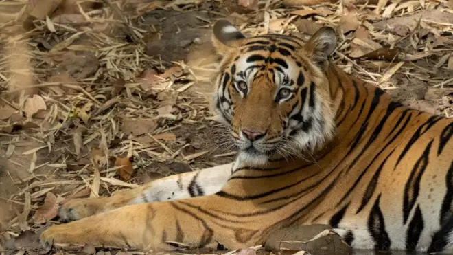 प्रातिनिधिक फोटो