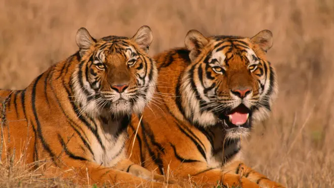 तुमसरमध्ये शिकारीसाठी वाघाची हत्या झाल्यानंतर आरोपींना अटक करण्यात आली.