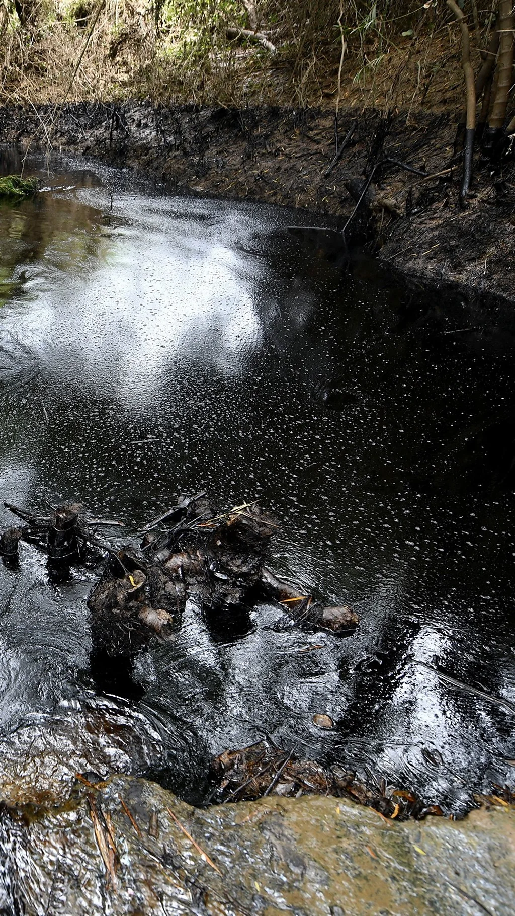 तेल पोखिँदा मेक्सिकोको नदी कालै बन्यो