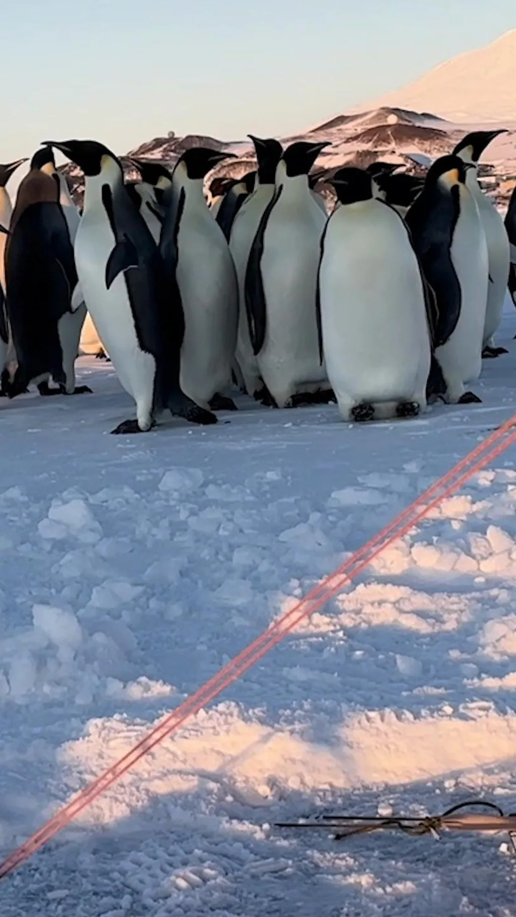 ਪੈਂਗੁਇਨਜ਼