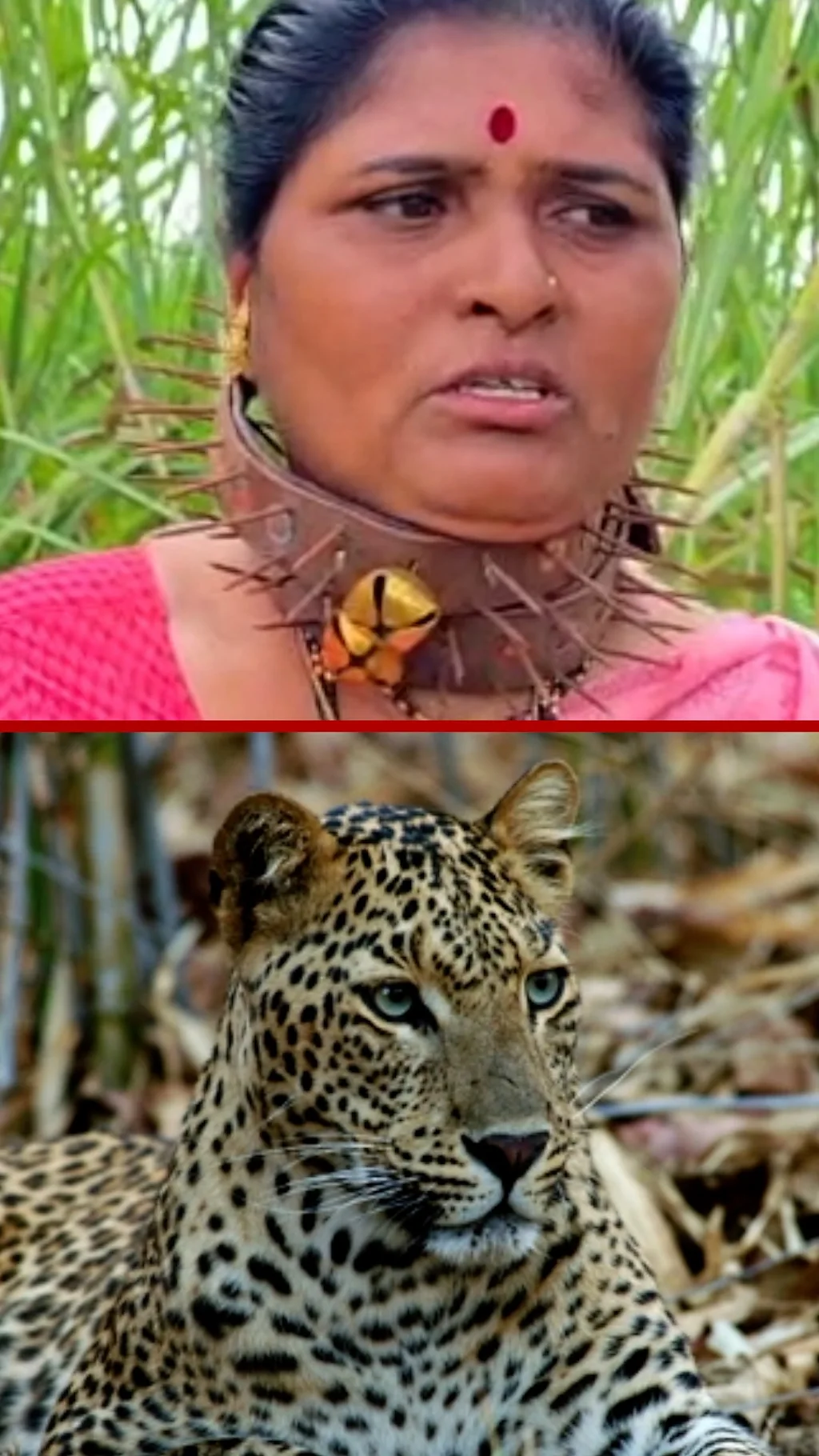 Zaštita od napada leoparda - bodljikava ogrlica