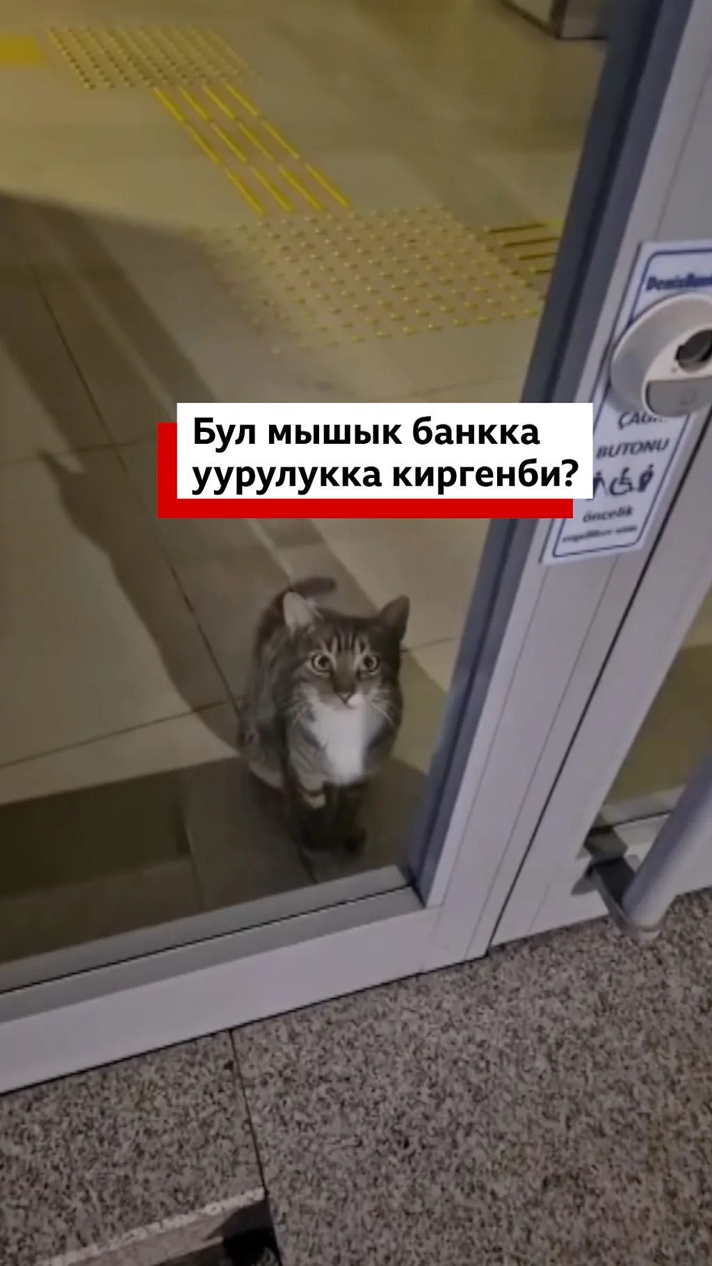 Бул мышык банкка уурулукка киргенби?